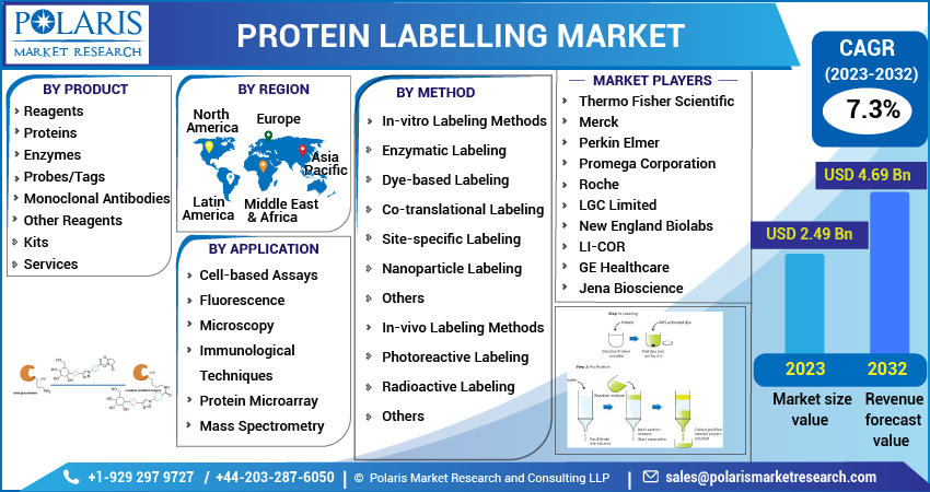 Protein Labelling Market Size & Outlook - 2032