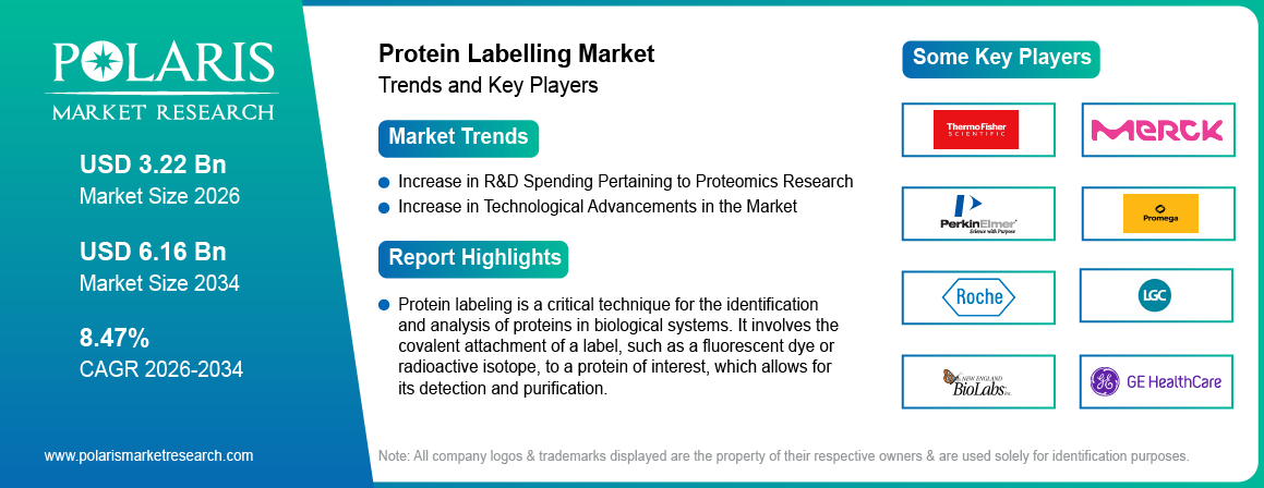 Protein Labelling Market Size Worth USD 6.16 Billion by 2034 | CAGR: 8.47%