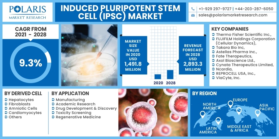 Induced Pluripotent Stem Cell (iPSC) Market 2030
