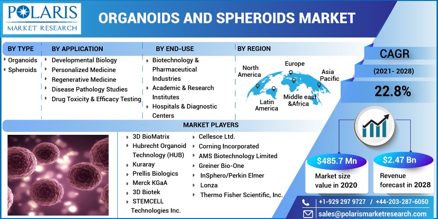 Organoids And Spheroids Market